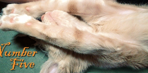 Penelope kitty cat